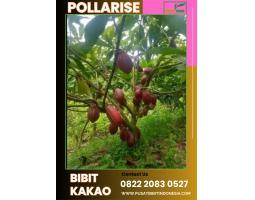 TSEL Pollarise  Bibit Kakao Bersertifikat - Magetan 