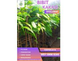 Jual Bibit Kakao Bersertifikat, Bibit Kakao Pce Pollarise - Medan