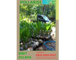 Jual Benih Kelapa Genjah Entok - Kudus