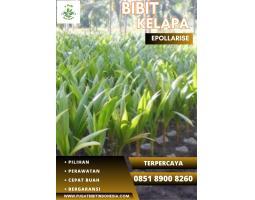 Bibit Pohon Kelapa Gading - Sleman