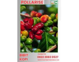 Bibit Kopi Siap Tanam - Probolinggo