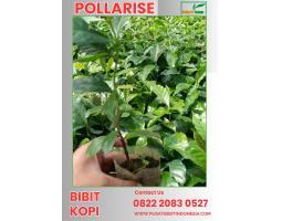 Tsel Pollarise  Bibit Kopi Robusta - Madiun 