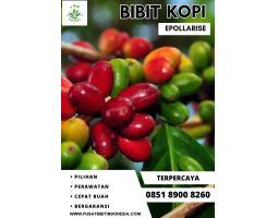 Jual Bibit Kopi, Bibit Kopi Robusta Bersertifikat - Boyolali