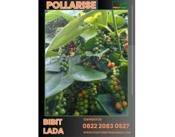 Tsel Pollarise Bibit Lada Perdu - Garut 