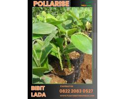 Tsel Pollarise Bibit Lada Perdu - Blora 