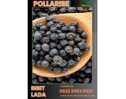 Bibit Lada Perdu - Batang