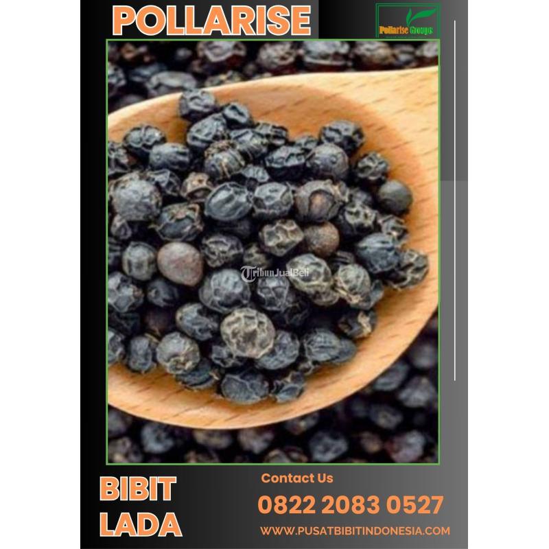 Bibit Lada Perdu - Batang
