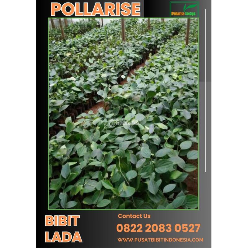 Bibit Lada Perdu - Batang