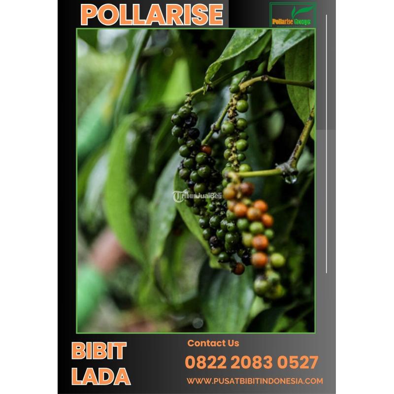 Bibit Lada Perdu - Batang