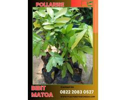 Bibit Pohon Matoa - Lumajang 
