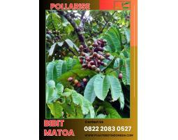 Bibit Matoa Usia 3 sampai 6 Bulan - Medan