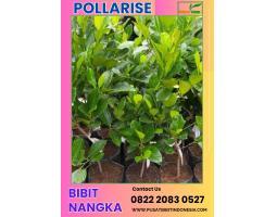 Tsel Pollarisee Bibit Nangka - Surabaya