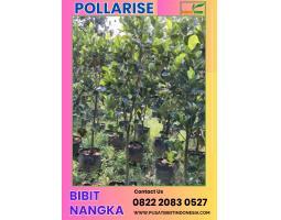  Tsel Pollarisee Bibit Nangka - Bogor