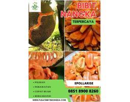 Jual Bibit Nangka Celeng, Batang - Jawa Tengah