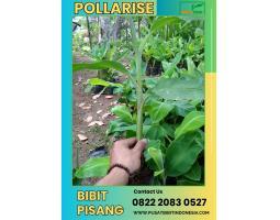 Bibit Pisang Barangan Merah - Lumajang