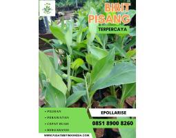 Jual Bibit Pisang Cavendish - Lumajang
