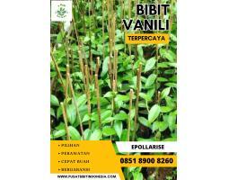 Jual Bibit Vanili - Banyumas