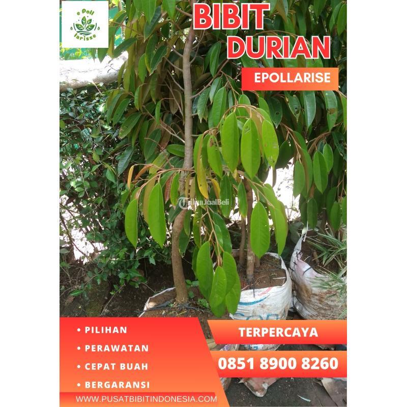 Jual Bibit Durian Montong Berbuah - Pekanbaru