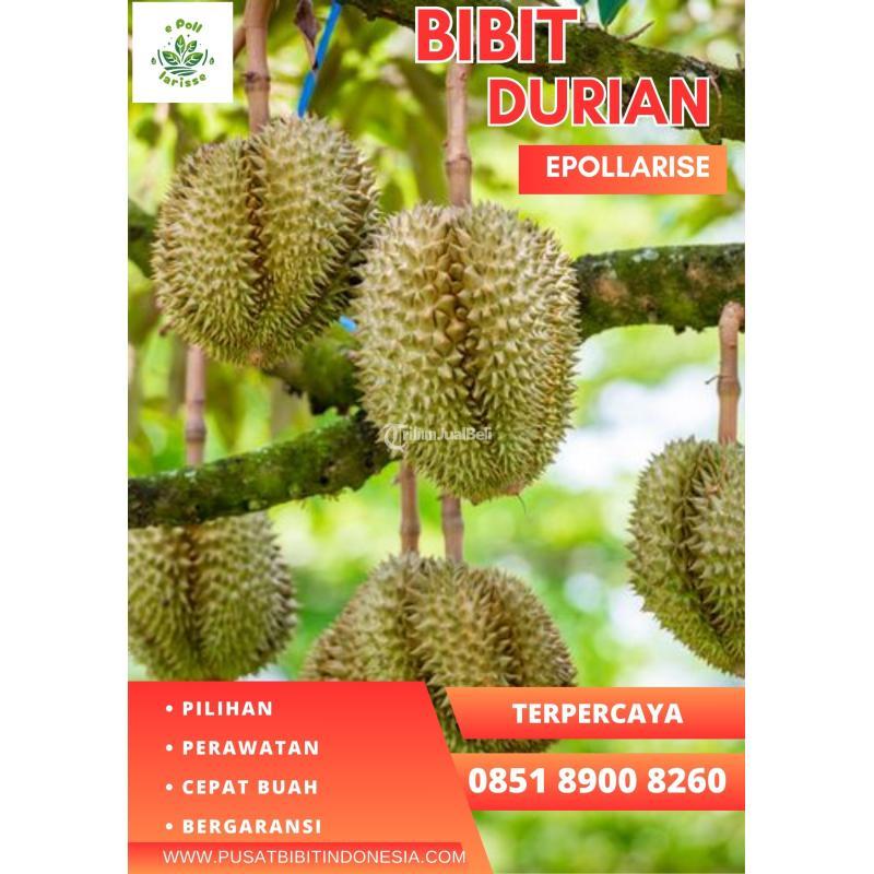 Jual Bibit Durian Montong Berbuah - Pekanbaru