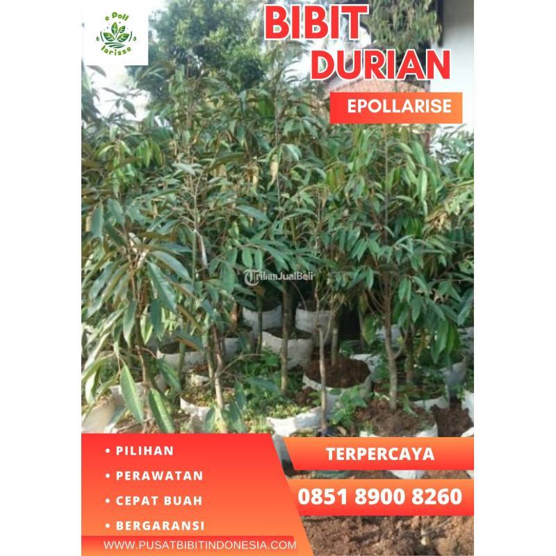 Jual Bibit Durian Montong Berbuah - Pekanbaru