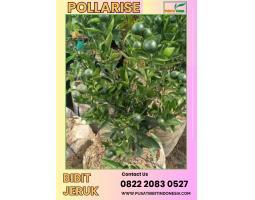 Bibit Jeruk Santang Madu - Medan