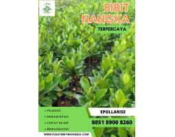 Jual Bibit Nangka J33 - Malang