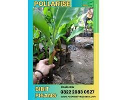 Bibit Pisang Ambon - Lumajang