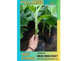  Jual Bibit Pisang Barangan Merah - Malang