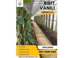 Jual Bibit Vanili - Malang