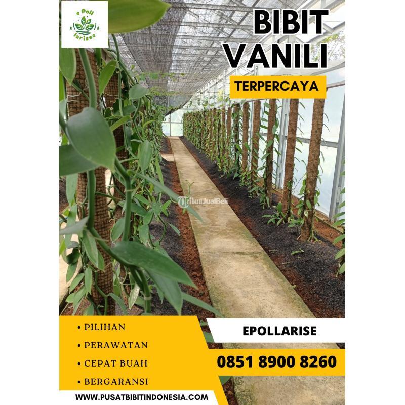Jual Bibit Vanili - Malang