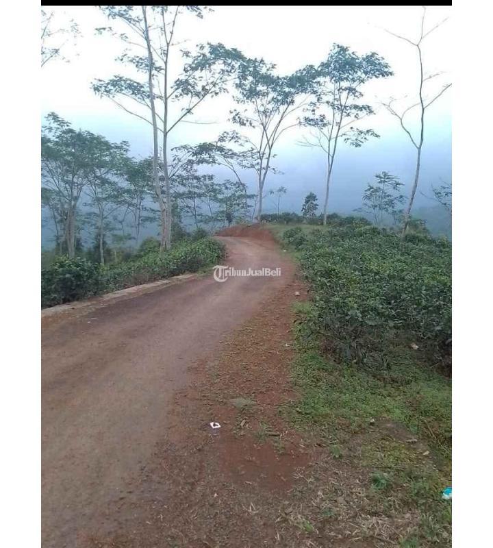 Dijual Tanah Kebun Produktif, Luas 2000M2, SHM, Pinggir Jalan, Dekat Dengan Pemukiman Penduduk Dan Tempat Umum Lainnya - Tasikmalaya