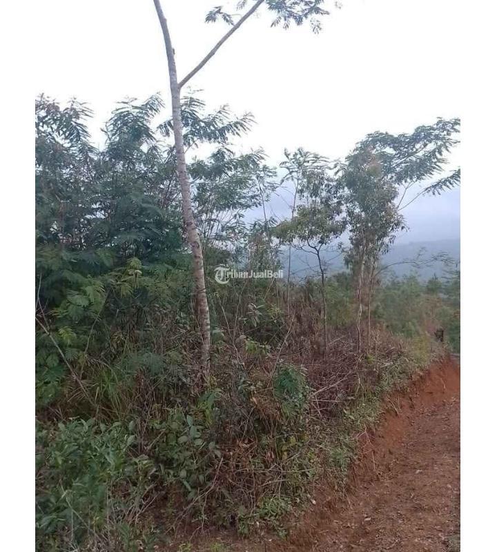 Dijual Tanah Kebun Produktif, Luas 2000M2, SHM, Pinggir Jalan, Dekat Dengan Pemukiman Penduduk Dan Tempat Umum Lainnya - Tasikmalaya