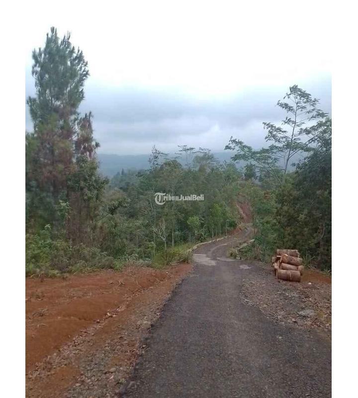 Dijual Tanah Kebun Produktif, Luas 2000M2, SHM, Pinggir Jalan, Dekat Dengan Pemukiman Penduduk Dan Tempat Umum Lainnya - Tasikmalaya