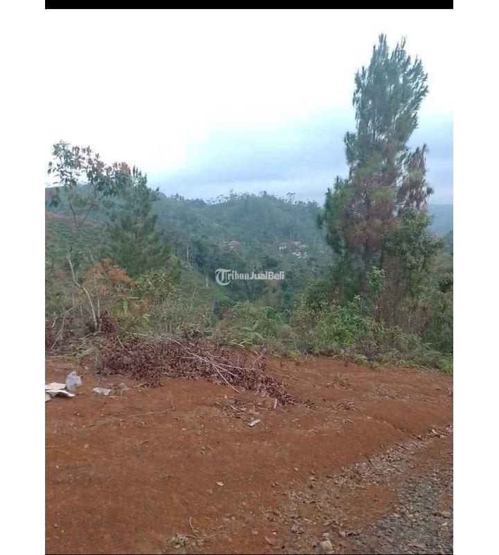 Dijual Tanah Kebun Produktif, Luas 2000M2, SHM, Pinggir Jalan, Dekat Dengan Pemukiman Penduduk Dan Tempat Umum Lainnya - Tasikmalaya