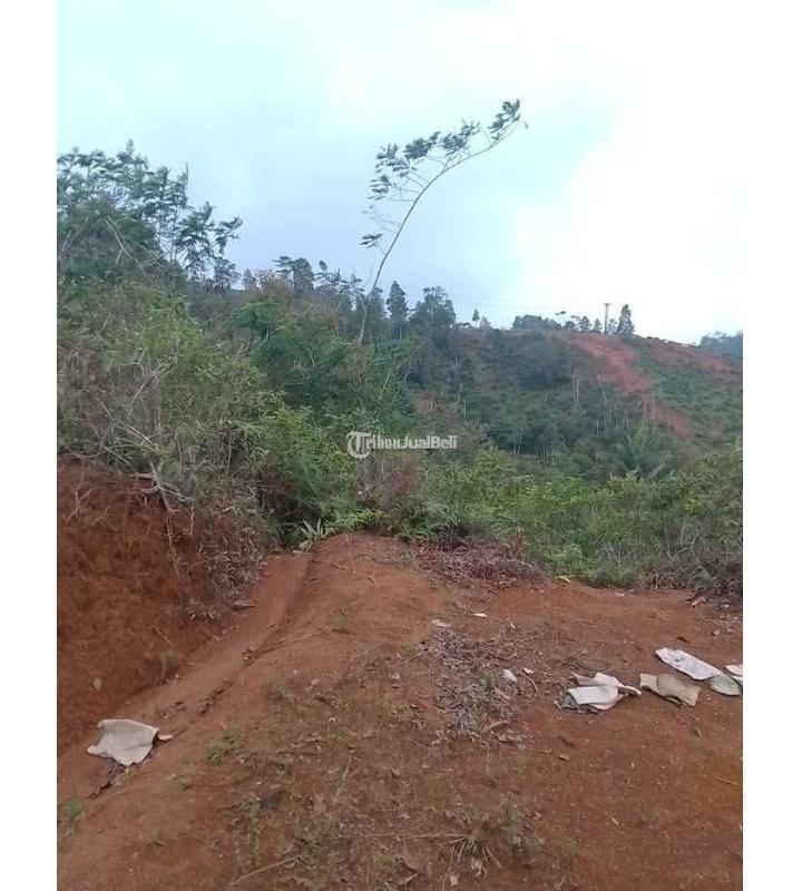 Dijual Tanah Kebun Produktif, Luas 2000M2, SHM, Pinggir Jalan, Dekat Dengan Pemukiman Penduduk Dan Tempat Umum Lainnya - Tasikmalaya