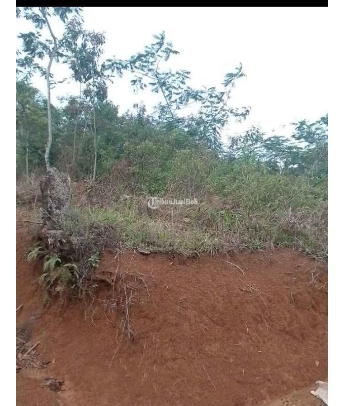 Dijual Tanah Kebun Produktif, Luas 2000M2, SHM, Pinggir Jalan, Dekat Dengan Pemukiman Penduduk Dan Tempat Umum Lainnya - Tasikmalaya