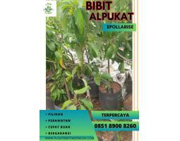 Jual Bibit Alpukat Tanpa Biji - Malang