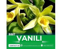 Tsel Sentral Bibit Vanili - Medan