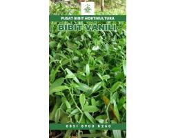 Sentral  Bibit Vanili Lampung - Tulang Bawang