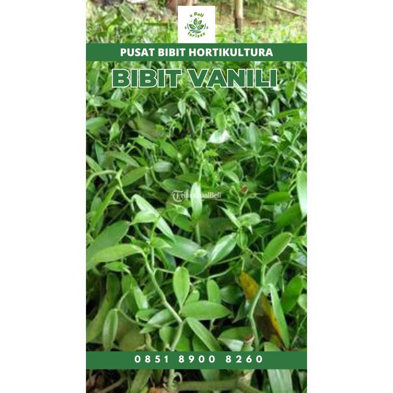 Sentral Bibit Vanili Lampung - Tulang Bawang