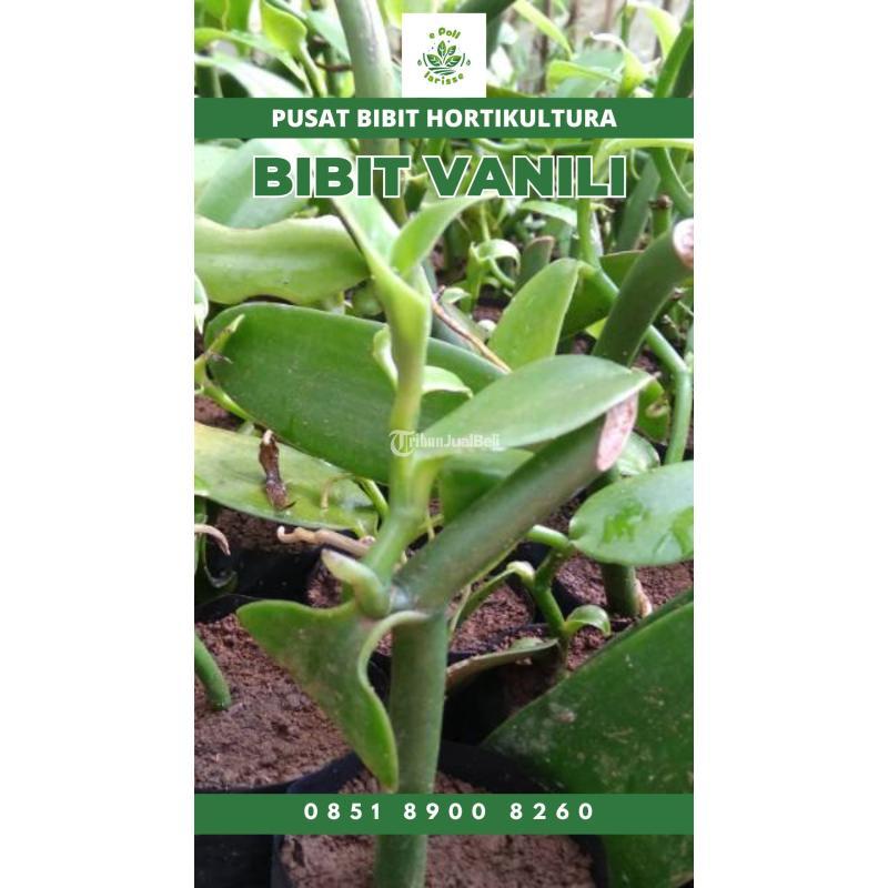 Sentral Bibit Vanili Lampung - Tulang Bawang