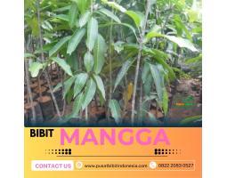 Jual Bibit Unggul Mangga, Pekanbaru - Riau