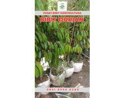 Hortikultura Buah Bibit Durian Montong - Medan