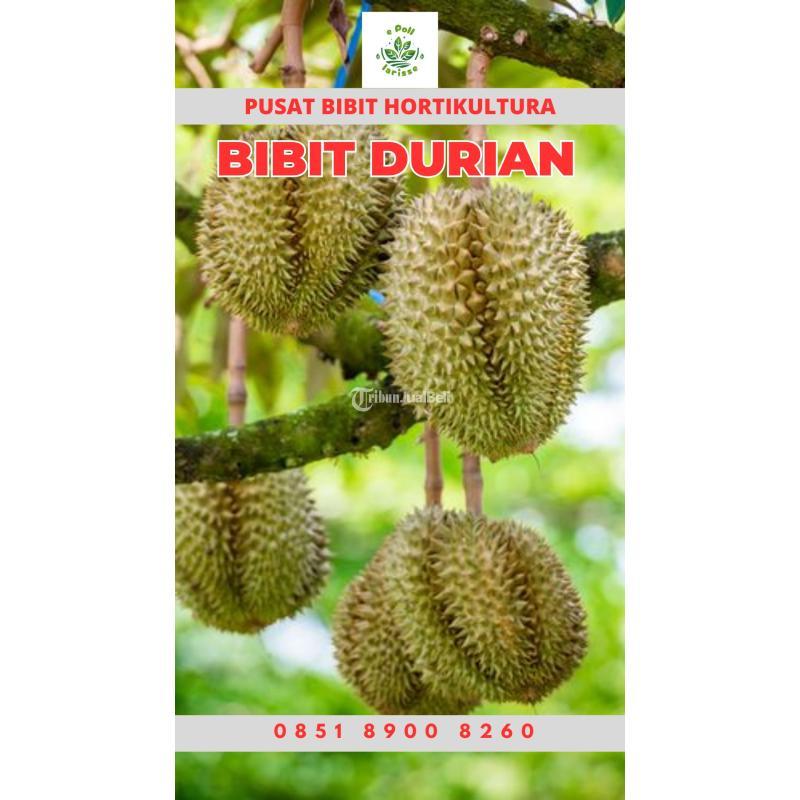 Hortikultura Buah Bibit Durian Montong - Jambi