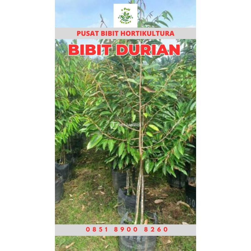 Hortikultura Buah Bibit Durian Montong - Jambi