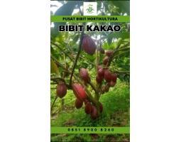 Sentra Bibit, Bibit Coklat Super, Bibit Coklat Siap Tanam - Bungo