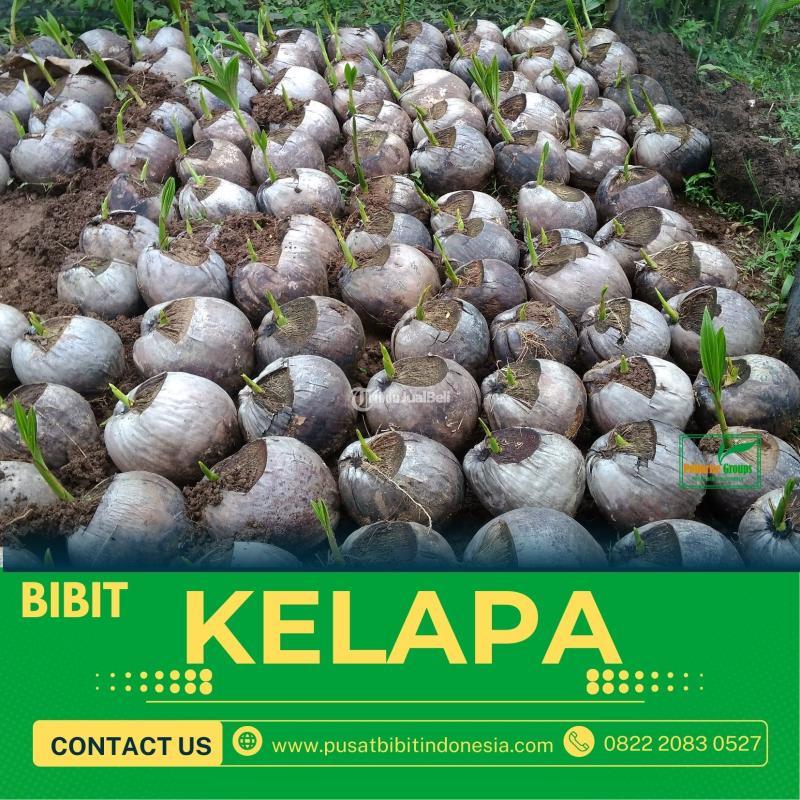 Sentra Bibit Kelapa, Bibit Kelapa Hibrida Di Sumut - Nias