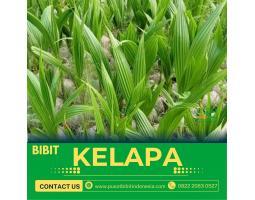 Sentra Bibit Kelapa, Bibit Kelapa Hibrida Di Sumut - Nias