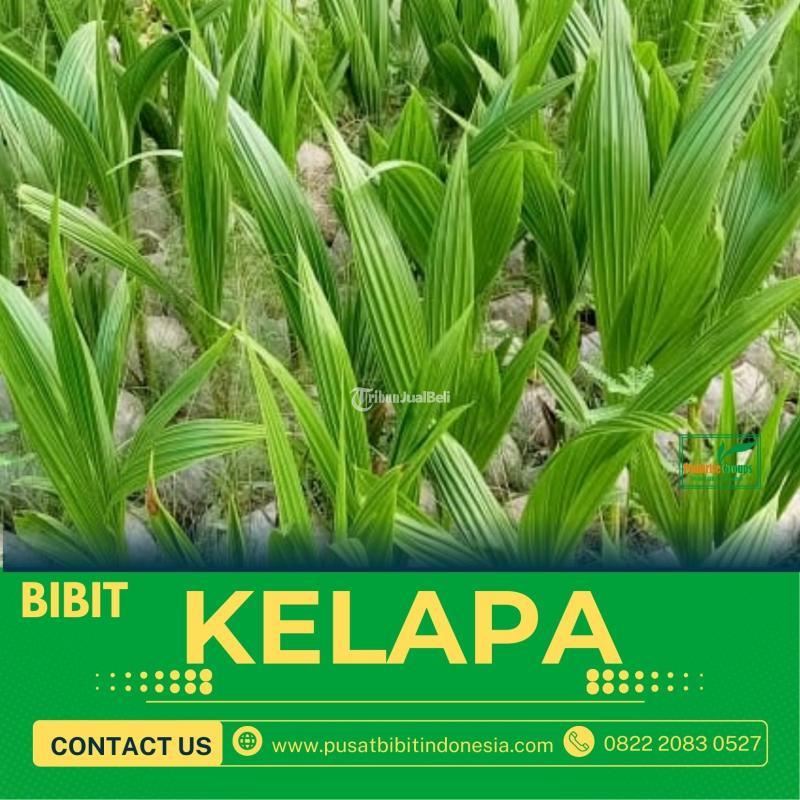 Sentra Bibit Kelapa, Bibit Kelapa Hibrida Di Sumut - Nias