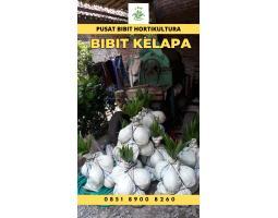TSEL Sentra Bibit Kelapa Hibrida - Bungo 